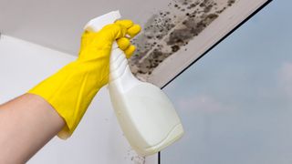 ©photo-nmsk.ru Burdun Ilja - stock.adobe.com Hand mit Gummihandschuh und Reinigungsflasche bei Schimmelbildung