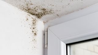 ©andrei310 - stock.adobe.com Schimmelbildung Fenster