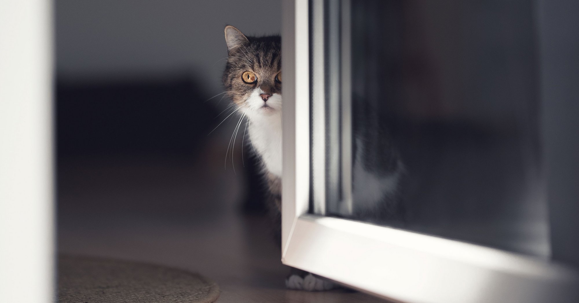 Katzensicheres Fliegengitter - kratzfest & sicher - optional mit ...