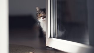 Katze sitzt vor geöffneter Türe