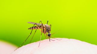 ©nechaevkon - stock.adobe.com Insektenstich durch Gelse/Stechmücke
