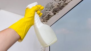 ©photo-nmsk.ru Burdun Ilja - stock.adobe.com Hand mit Gummihandschuh und Reinigungsflasche bei Schimmelbildung