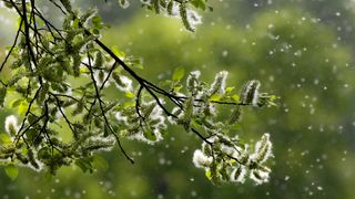 Baum Pollenflug