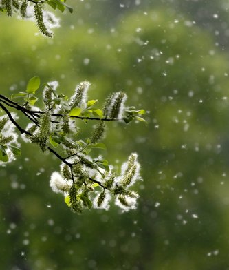 Baum Pollenflug